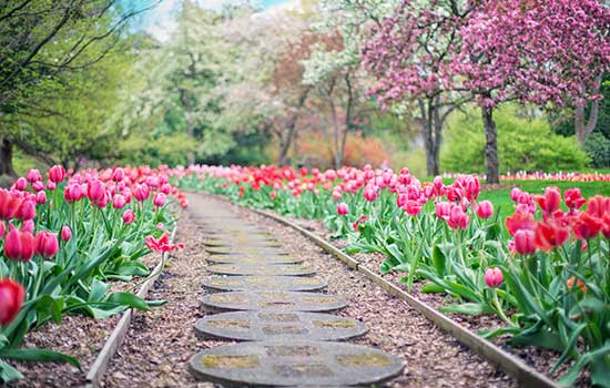 tulip-walk