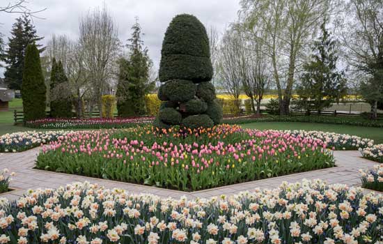 tulip-walkway